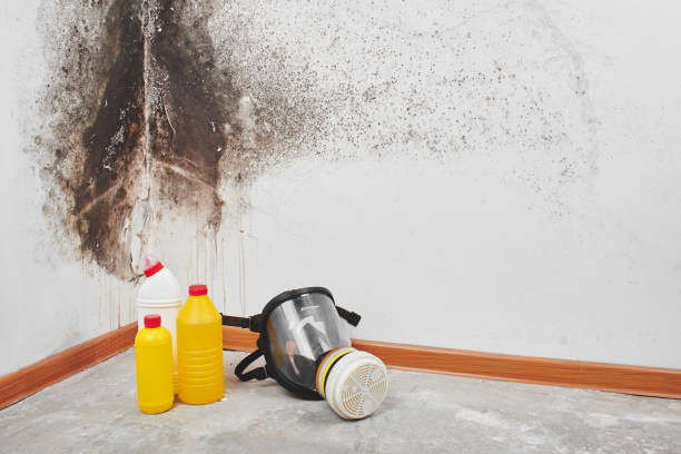 Best Commercial Mold Removal  in Rainbow City, AL