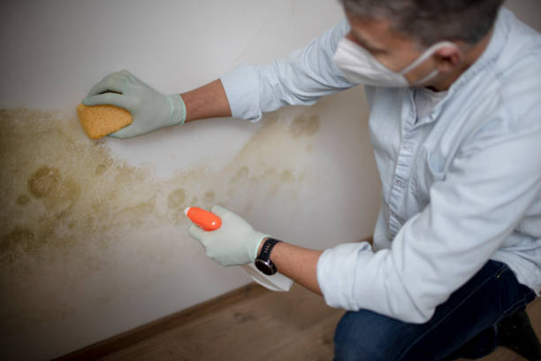 Mold Removal and Inspection in Rainbow City, AL