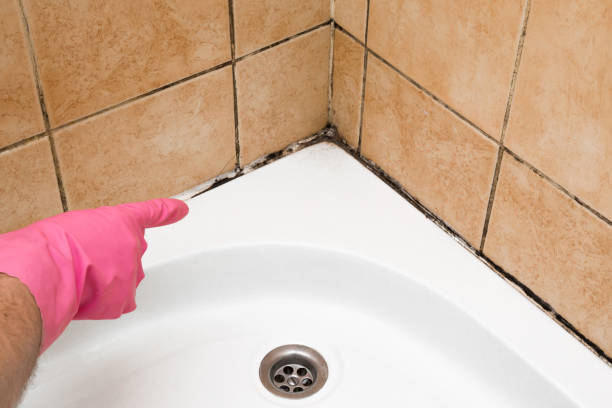 Best Local Mold Removal Service  in Rainbow City, AL